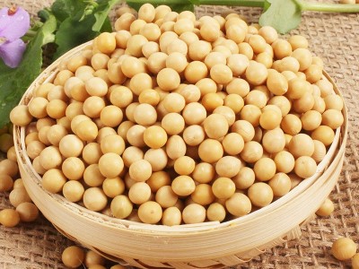 50斤黄豆批发粒粒精选黑龙江东北正宗非转基因大豆打豆浆专用图2
