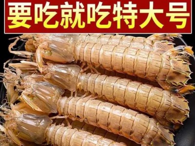 顺丰包邮皮皮虾鲜活熟冻一名虾爬子超大皮皮虾海鲜海虾新鲜直销图2