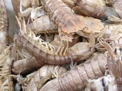 顺丰包邮皮皮虾鲜活熟冻一名虾爬子超大皮皮虾海鲜海虾新鲜直销图4