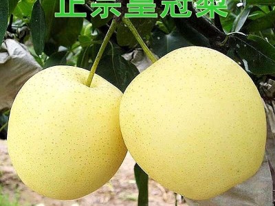 正宗皇冠梨10斤雪梨装新鲜梨子水果当季酥脆砀山梨整箱产地直发图3