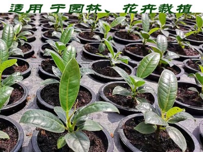 绿化工程 营养土 花卉土 泥炭土 增强土壤有益菌 专业生产厂家图5