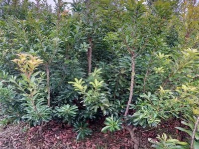 正宗嫁接杨梅树苗 特大早熟南北方种植当年结果 八门果业图3