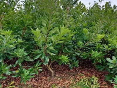 正宗嫁接杨梅树苗 特大早熟南北方种植当年结果 八门果业图2