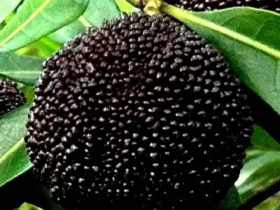 正宗嫁接杨梅树苗 特大早熟南北方种植当年结果 八门果业图5