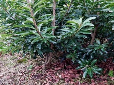 正宗嫁接杨梅树苗 特大早熟南北方种植当年结果 八门果业图4
