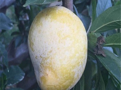 奈李苗 蜂糖李子树苗 庭院种植果树苗 基地现挖现发图3