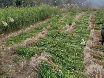 奈李苗 蜂糖李子树苗 庭院种植果树苗 基地现挖现发图5