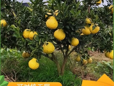 庭院景观工程树 黄金贡柚苗木 果肉金黄色多汁图2