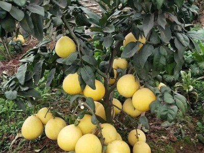 基地批发果苗种植 矮晚柚子苗 嫁接柚子树苗 结果早果树苗图4