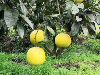 基地批发果苗种植 矮晚柚子苗 嫁接柚子树苗 结果早果树苗图2