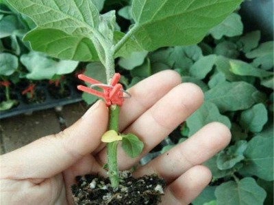 基地 种植基地发货 免费技术指导 博洋9甜瓜苗 抗病毒 果香诱人图2