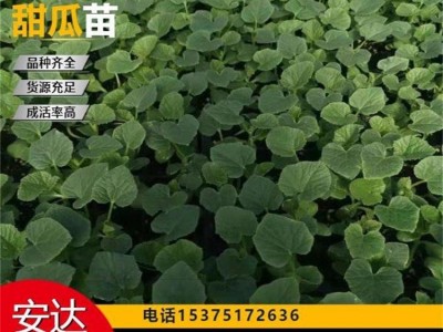 基地 种植基地发货 免费技术指导 博洋9甜瓜苗 抗病毒 果香诱人图3