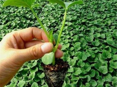 基地 种植基地发货 免费技术指导 博洋9甜瓜苗 抗病毒 果香诱人图5
