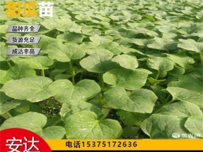 发货速度快 大棚种植 高产稳产 甜瓜苗 免费技术指导 口感酥甜清香图3
