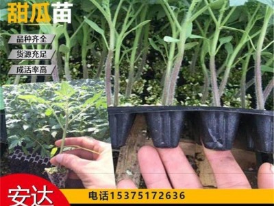 发货速度快 大棚种植 高产稳产 甜瓜苗 免费技术指导 口感酥甜清香图2