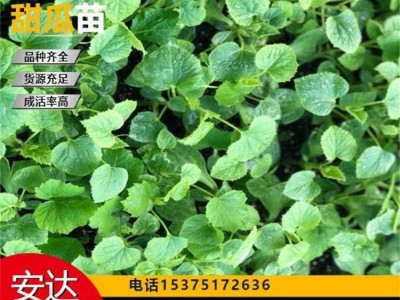 发货速度快 大棚种植 高产稳产 甜瓜苗 免费技术指导 口感酥甜清香图4