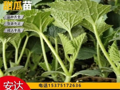 免费技术指导 厂家直供 大棚种植 果实口感好 抗病毒 金甜一号嫁接苗图2