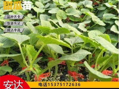 免费技术指导 厂家直供 大棚种植 果实口感好 抗病毒 金甜一号嫁接苗图3