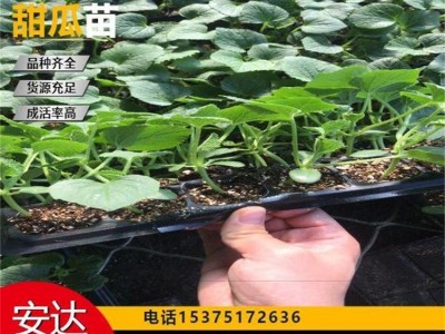 厂家直供 免费技术指导 抗裂果形好 博洋9甜瓜苗 大棚培育种植 好吃图2
