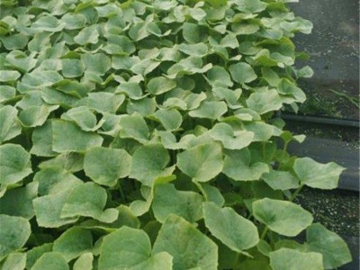 厂家直供 免费技术指导 抗裂果形好 博洋9甜瓜苗 大棚培育种植 好吃图5