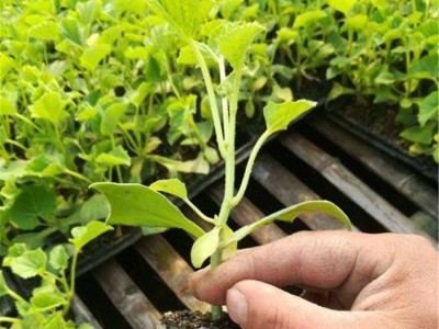 厂家直供 免费技术指导 抗裂果形好 博洋9甜瓜苗 大棚培育种植 好吃图3