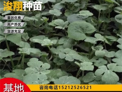 早春大棚栽种 高产量 抗枯萎黄萎性好 嫁接西瓜苗 容易成活 麒麟图3