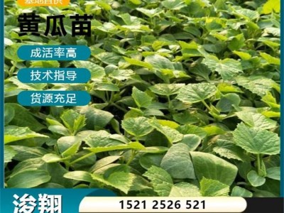 鲜嫩多汁 抗病高产 大棚露天均可种植 大型黄瓜苗 商品率高图5