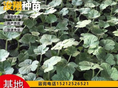 麒麟 免费技术指导 种类齐全 西瓜苗 果皮薄 温室常年种植图5
