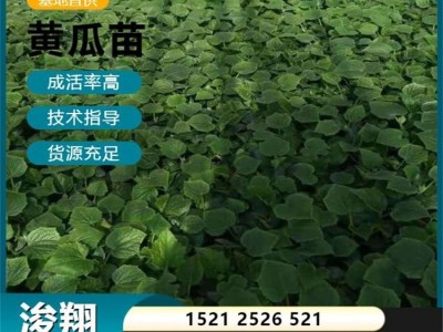 抗高温性较强 容易成活 大型黄瓜苗 嫁接强刺 适合日光温室早春茬栽种图4