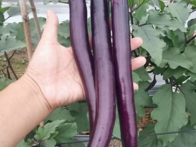 杭茄 线茄 茄子种苗 长势旺盛 高产高收 苗场直发图3
