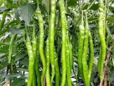 黄黑线椒苗 抗病好 长势好 产量高 可大面积种植图3