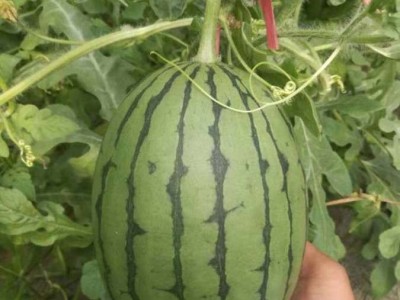 西瓜苗 麒麟 8424 美都 三叶一心 嫁接苗 育苗基地直发图2