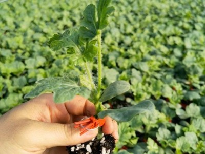 西瓜苗 麒麟 8424 美都 三叶一心 嫁接苗 育苗基地直发图5