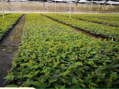 罗汉果苗 贵 州基地种植批发 当年挂果庭院四季种植图3