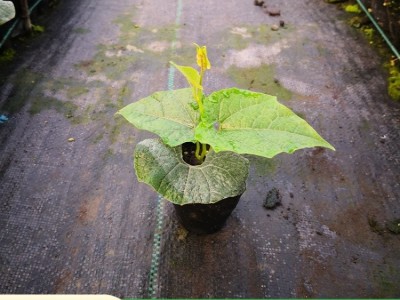 罗汉果苗 贵 州基地种植批发 当年挂果庭院四季种植图2