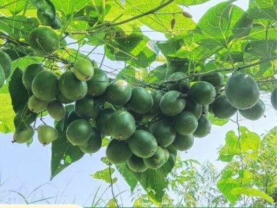 罗汉果苗 贵 州基地种植批发 当年挂果庭院四季种植图5