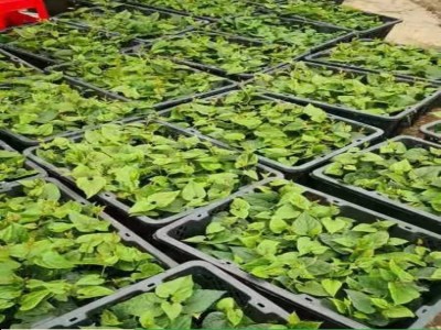 罗汉果苗带土树苗当年挂果庭院阳台种植包教种植管理技术图3