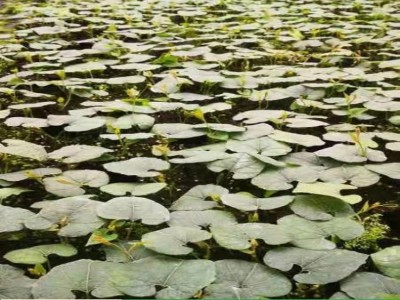 罗汉果苗带土树苗当年挂果庭院阳台种植包教种植管理技术图2