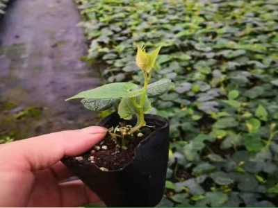 罗汉果苗带土树苗当年挂果庭院阳台种植包教种植管理技术图5