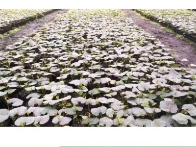 罗汉果苗带土树苗当年挂果庭院阳台种植包教种植管理技术图4