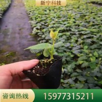 罗汉果苗带土树苗当年挂果庭院阳台种植包教种植管理技术