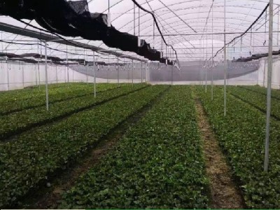紫香百香果苗盆栽当年结果带盆发货营养土培育脱毒无菌苗图5