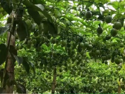 百香果苗鸡蛋果苗紫香台农黄金果树苗四季可种盆栽图3