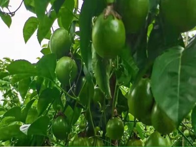百香果苗鸡蛋果苗紫香台农黄金果树苗四季可种盆栽图5