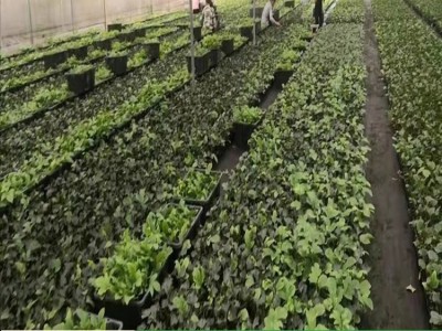 百香果苗鸡蛋果苗紫香台农黄金果树苗四季可种盆栽图4