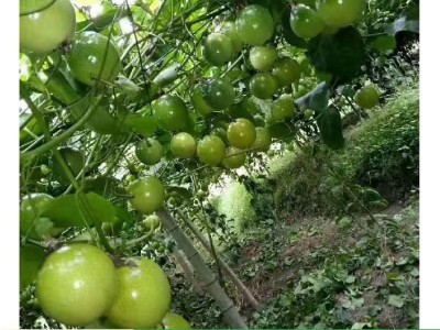 苗木地基地供应紫香百香果当年结果爬藤南方种树苗图2