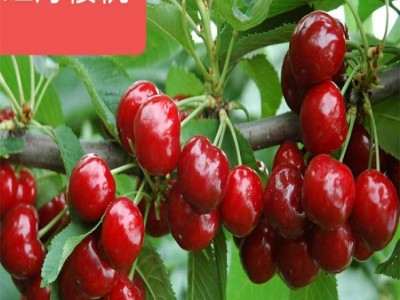 吉赛拉砧木嫁接樱桃种苗 车厘子树苗 萨米脱根系发达 保湿邮寄图2