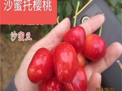 吉赛拉砧木嫁接樱桃种苗 车厘子树苗 萨米脱根系发达 保湿邮寄图5
