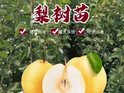 新品种梨树苗 培育基地 日本蜜梨 二年秋月梨树 植株健壮 根系发达图2