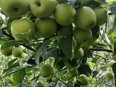 新品种梨树苗 培育基地 日本蜜梨 二年秋月梨树 植株健壮 根系发达图4